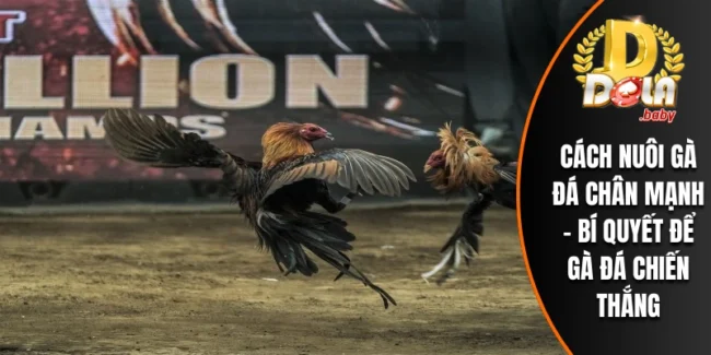 Cách Nuôi Gà Đá Chân Mạnh