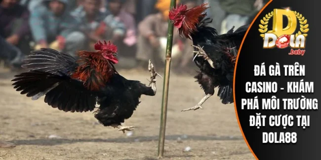 Đá Gà Trên Casino